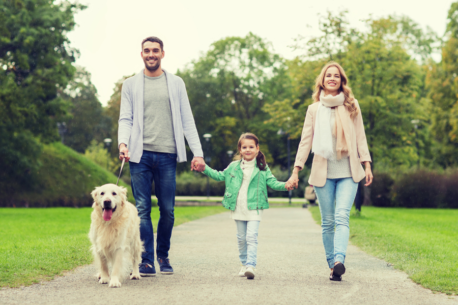 Mother, father and small daughter holding hands and walking their dog in park