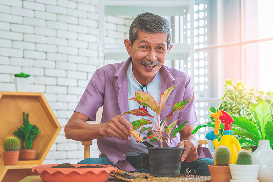 Older asian man gardening, potting a plant